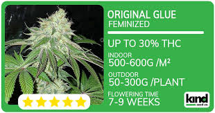 Exploring the Best Marijuana Seeds Florida Has to Offer