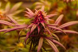 Exploring the Best Marijuana Seeds Florida Has to Offer